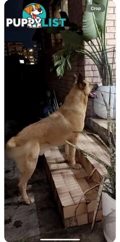 German shepherd cross akita  FREE