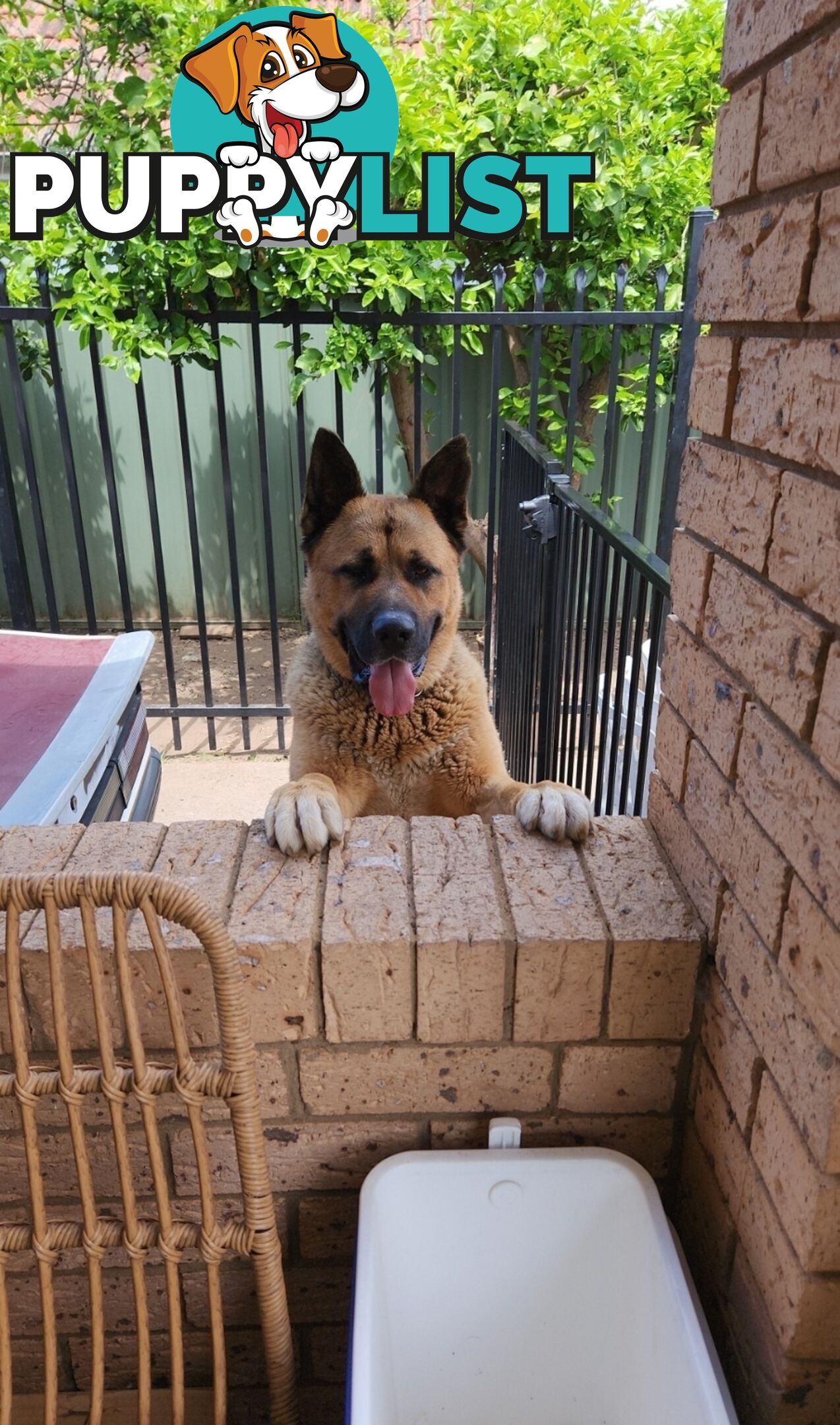 German shepherd cross akita  FREE