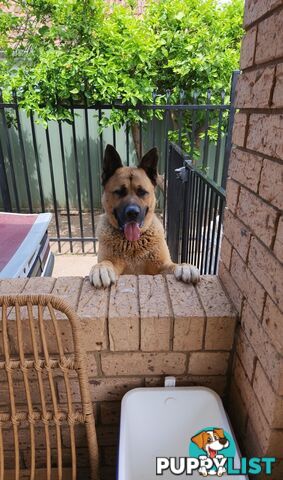 German shepherd cross akita