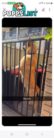 German shepherd cross akita  FREE