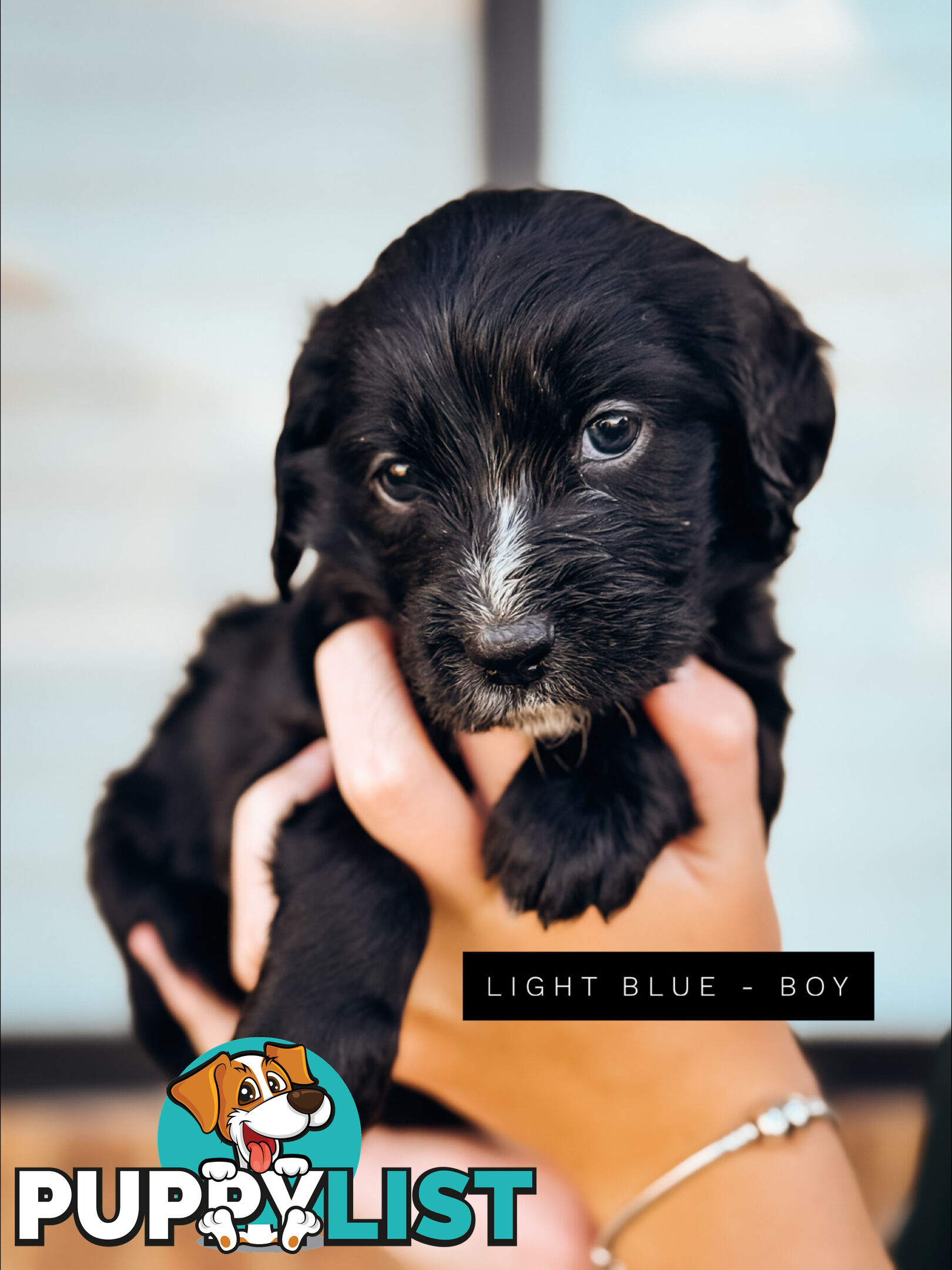 Labradoodle x Spoodle puppies