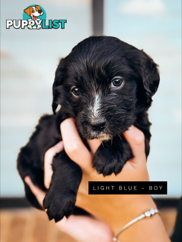 Labradoodle x Spoodle puppies