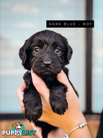 Labradoodle x Spoodle puppies