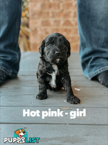 Labradoodle x Spoodle puppies