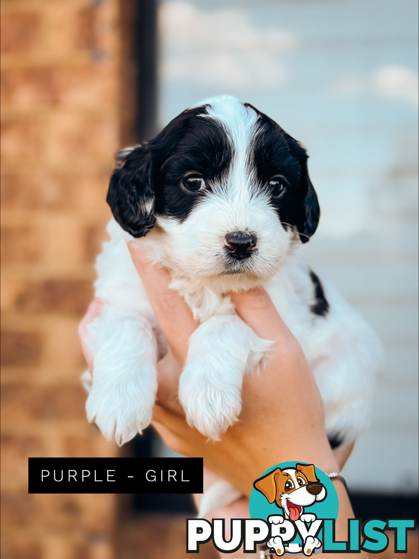 Labradoodle x Spoodle puppies