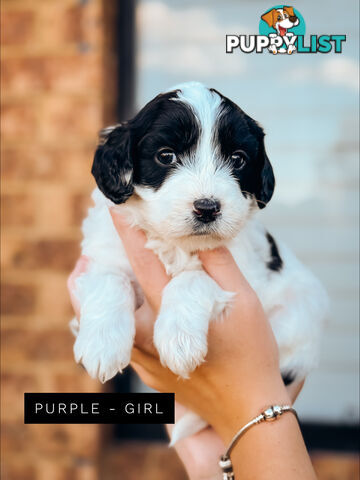 Labradoodle x Spoodle puppies
