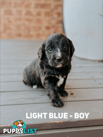 Labradoodle x Spoodle puppies