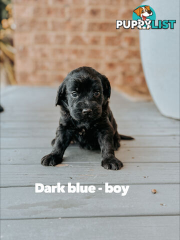 Labradoodle x Spoodle puppies