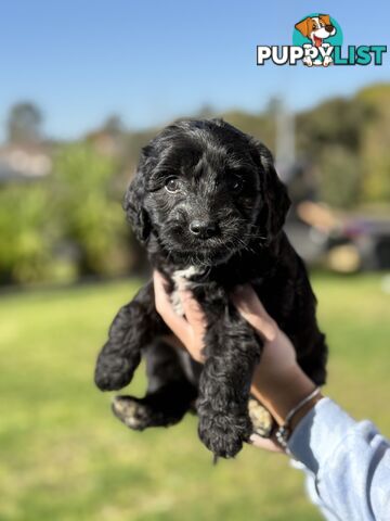 Labradoodle x Spoodle puppies