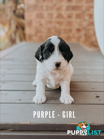 Labradoodle x Spoodle puppies