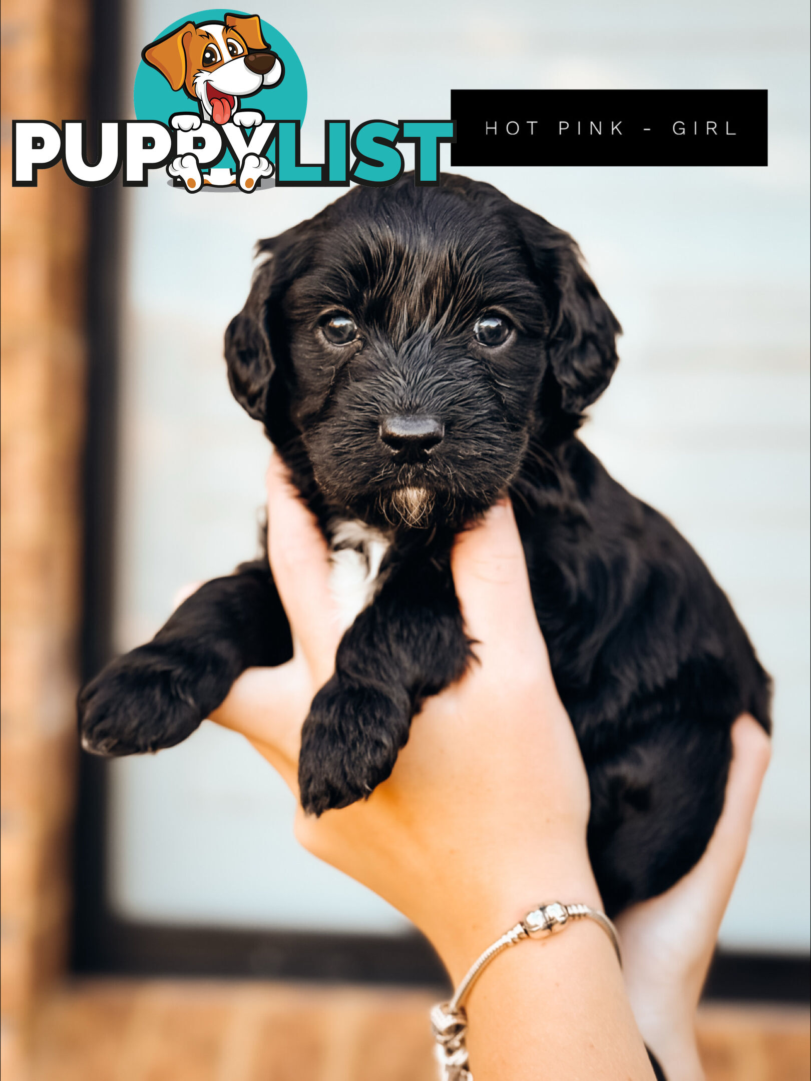 Labradoodle x Spoodle puppies