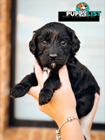 Labradoodle x Spoodle puppies