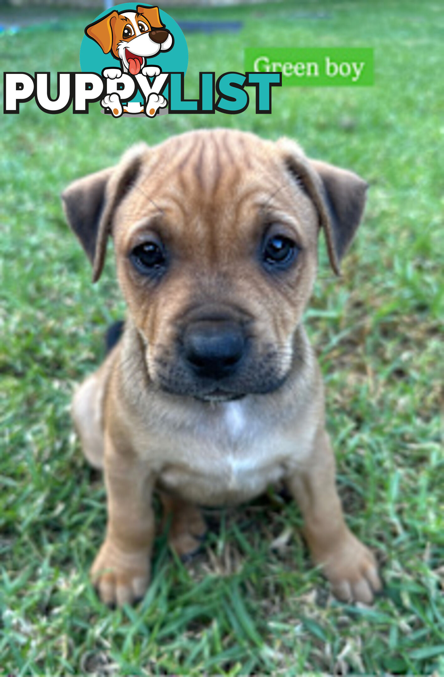 American Staffy X Puppies