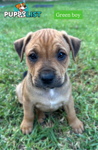 American Staffy X Puppies