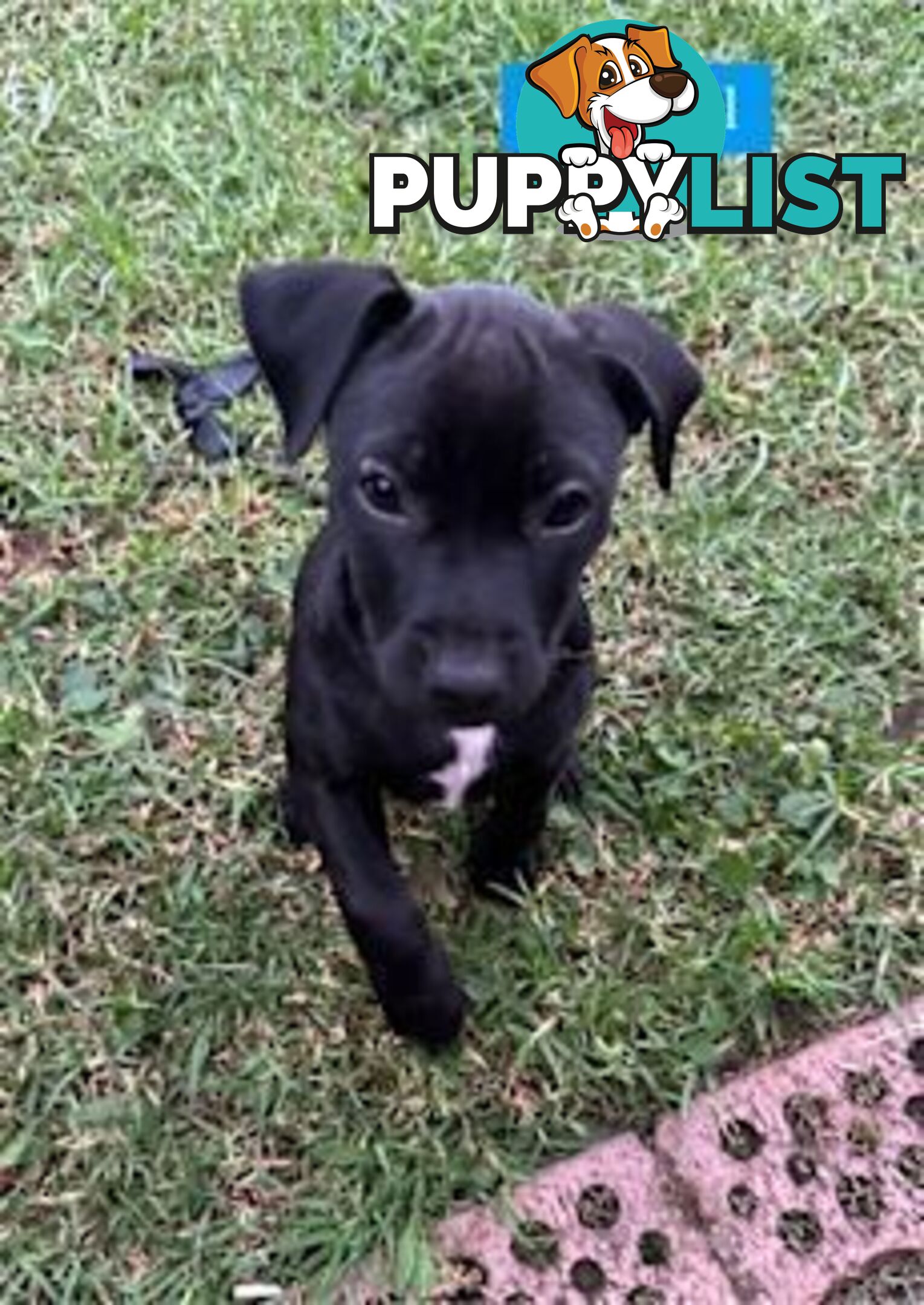 American Staffy X Puppies