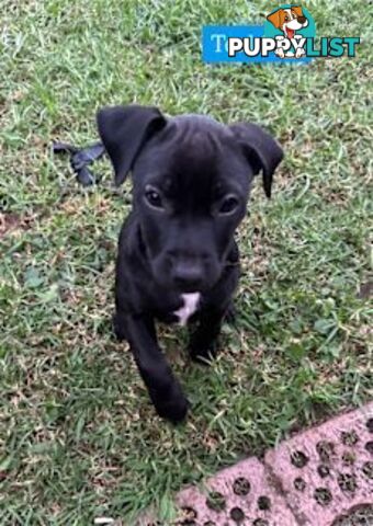 American Staffy X Puppies
