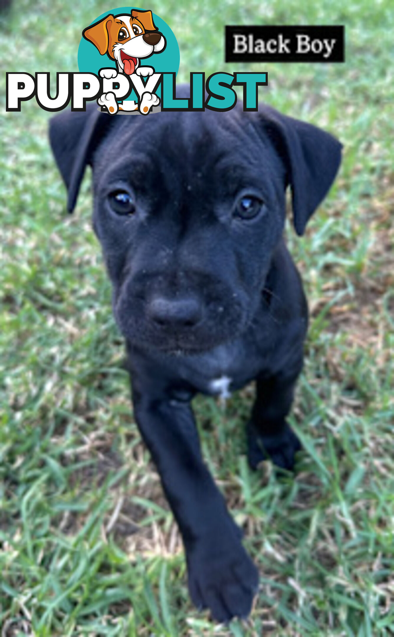 American Staffy X Puppies