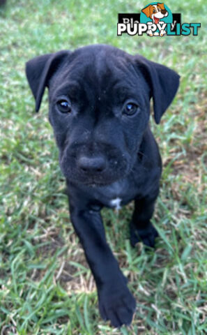 American Staffy X Puppies