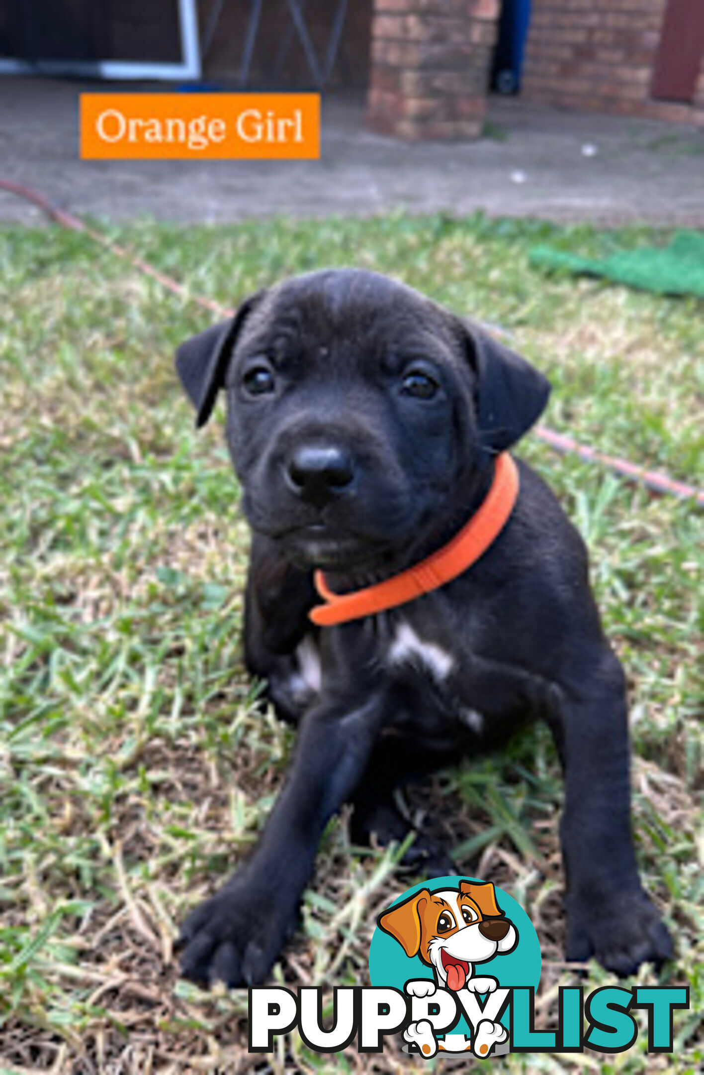 American Staffy X Puppies