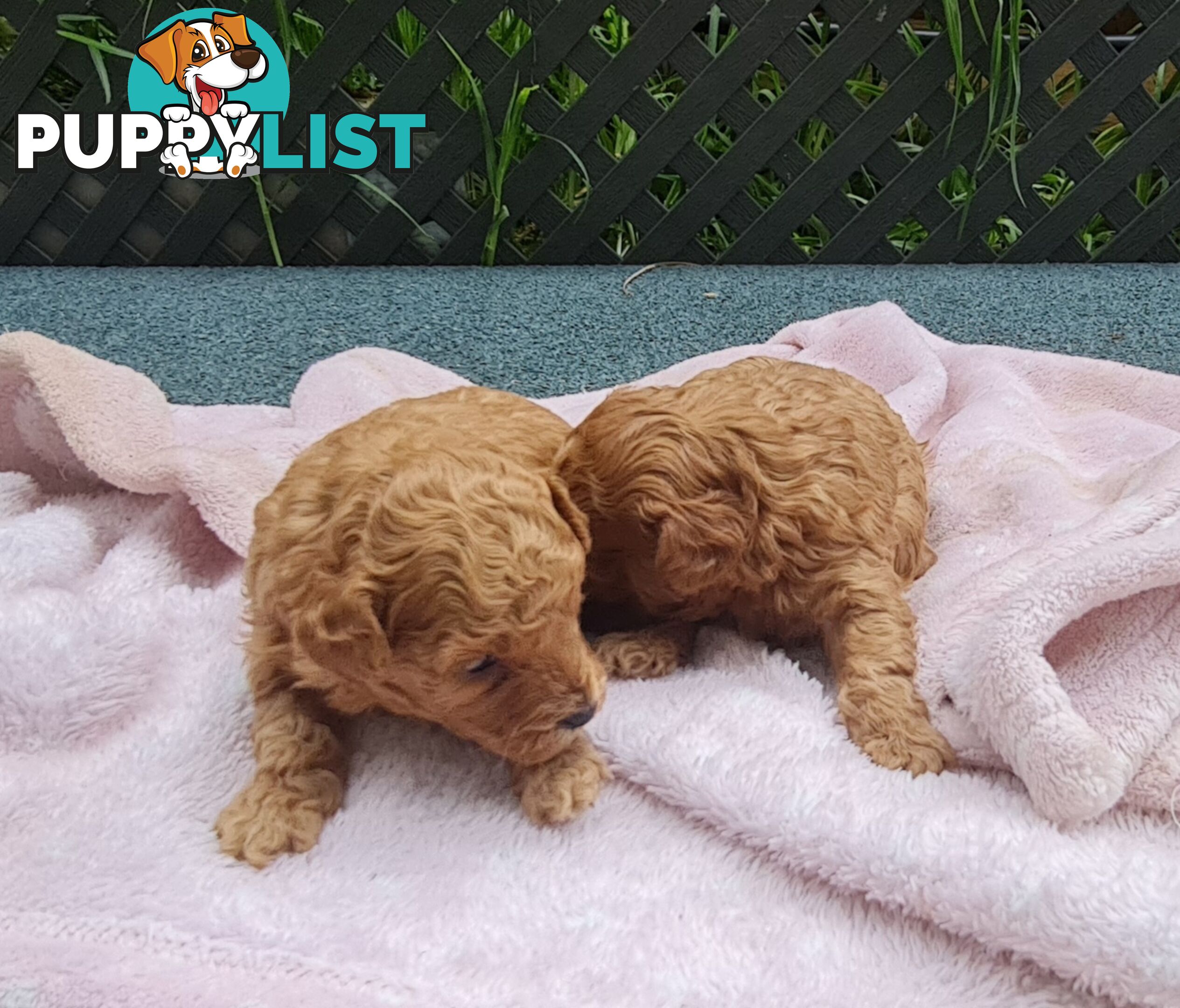 Pure Bred Toy Poodle Puppy