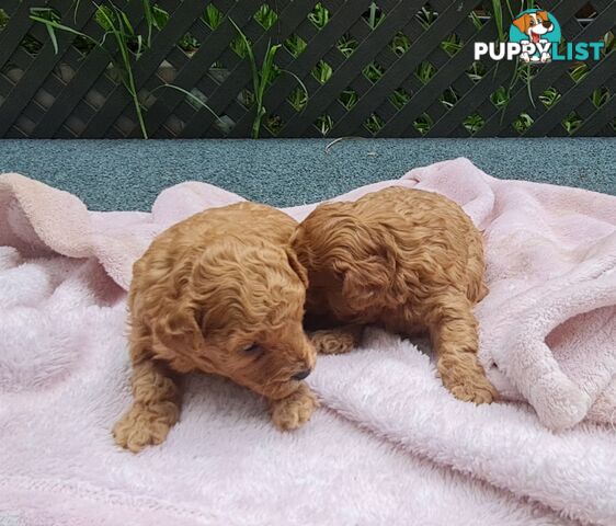 Pure Bred Toy Poodle Puppy