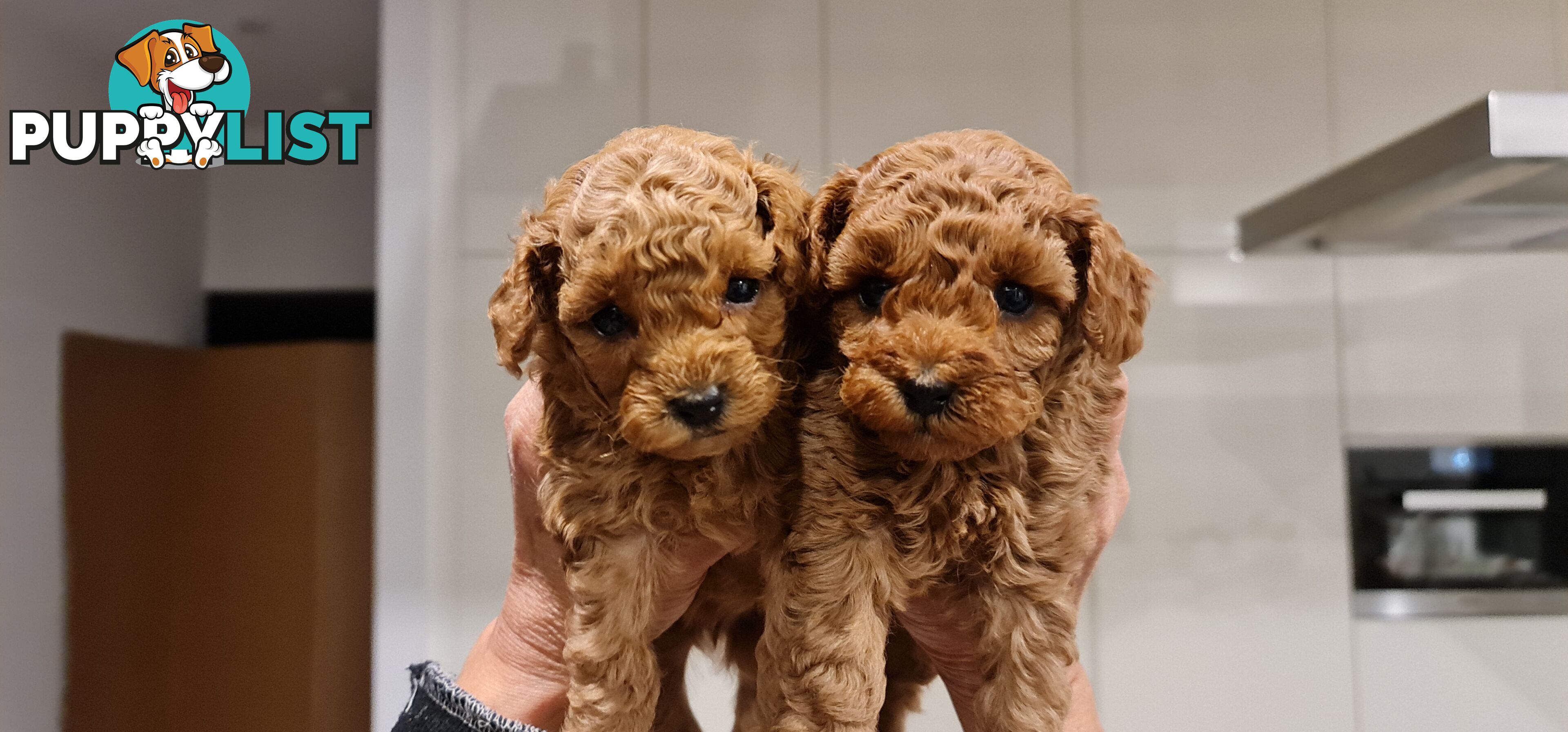 Pure Bred Toy Poodle Puppy