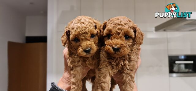 Pure Bred Toy Poodle Puppy