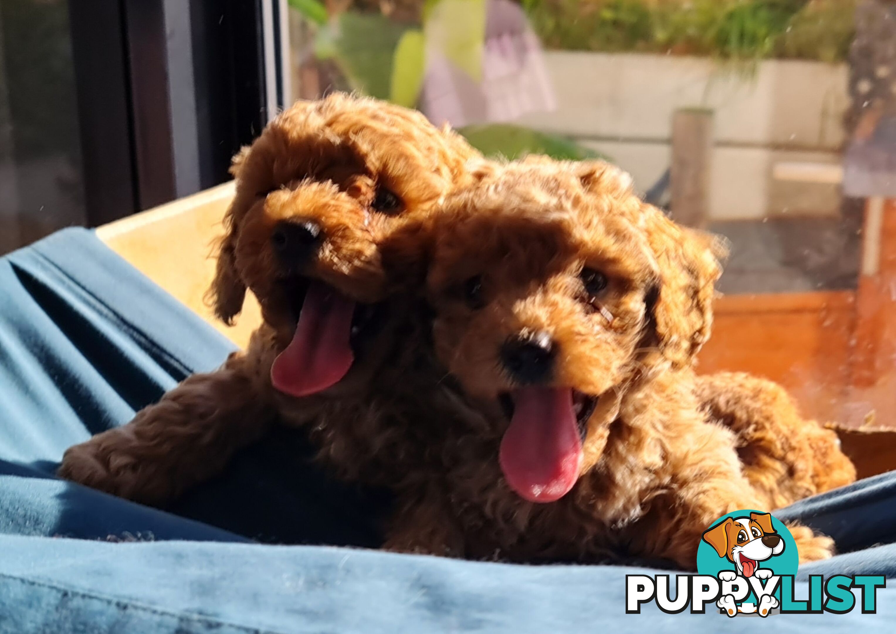 Pure Bred Toy Poodle Puppy