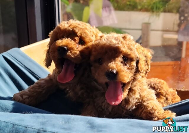 Pure Bred Toy Poodle Puppy