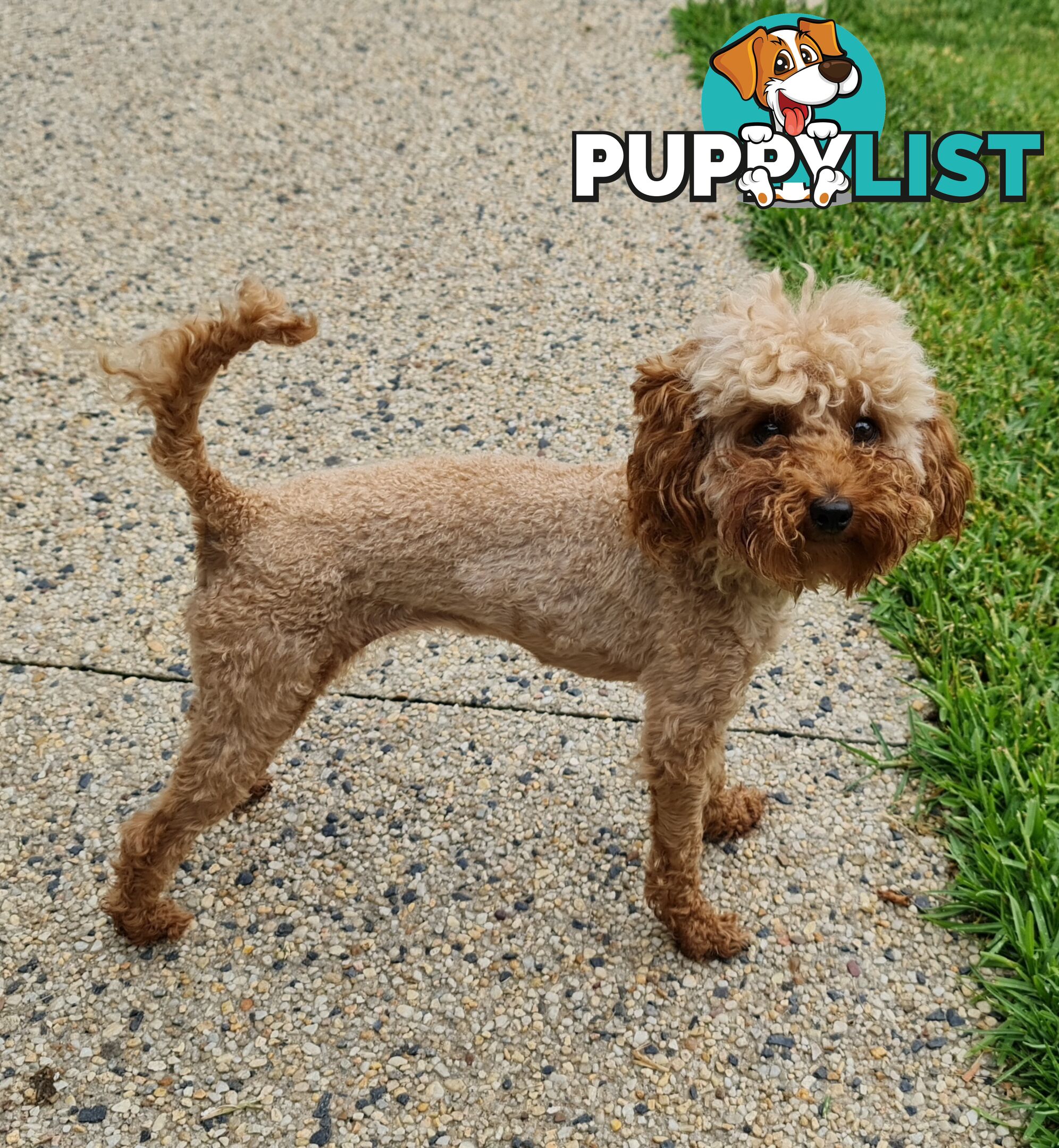 Pure Bred Toy Poodle Puppy