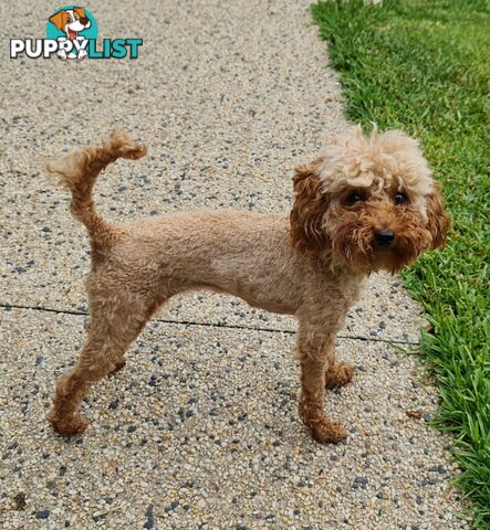 Pure Bred Toy Poodle Puppy