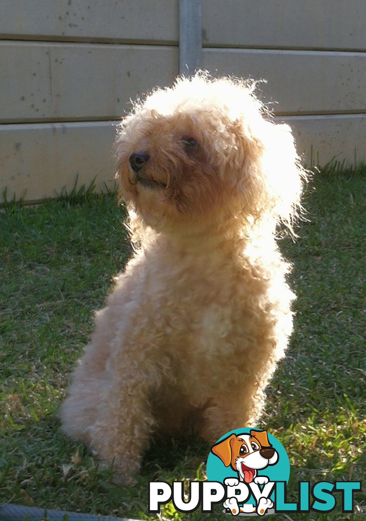 Pure Bred Toy Poodle Puppy