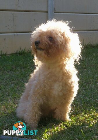 Pure Bred Toy Poodle Puppy