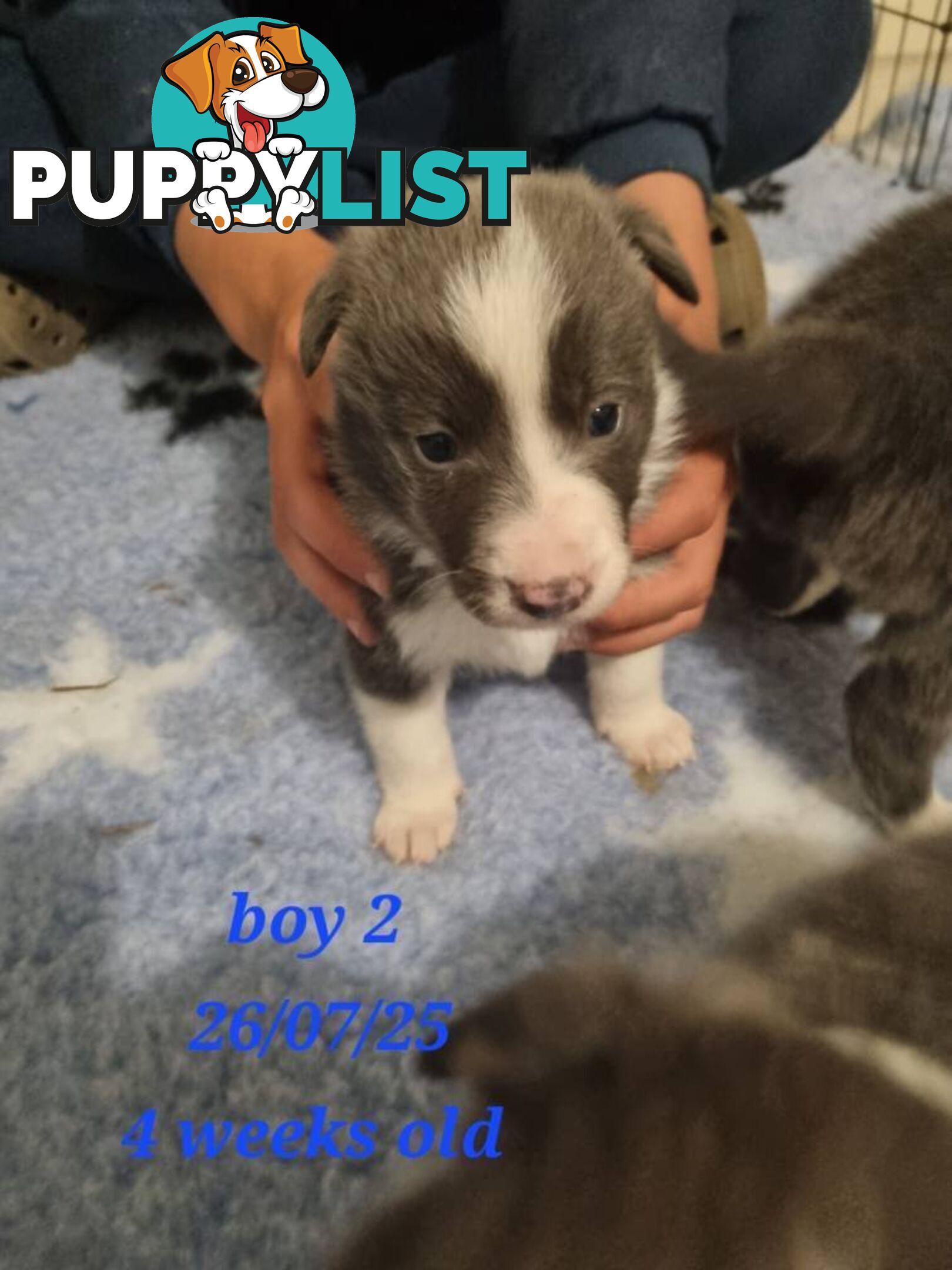 Pure breed border collies