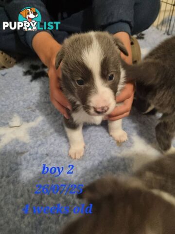 Pure breed border collies