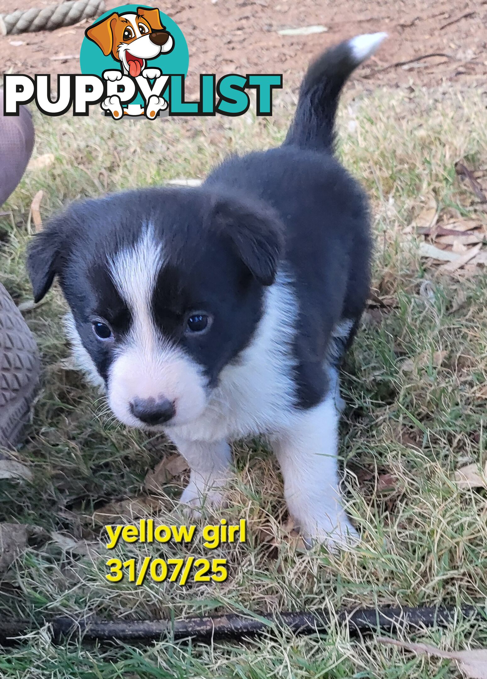 Pure breed border collies