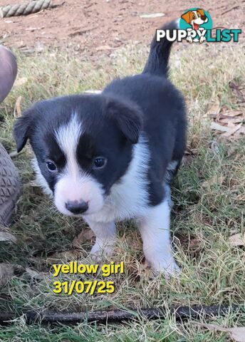 Pure breed border collies