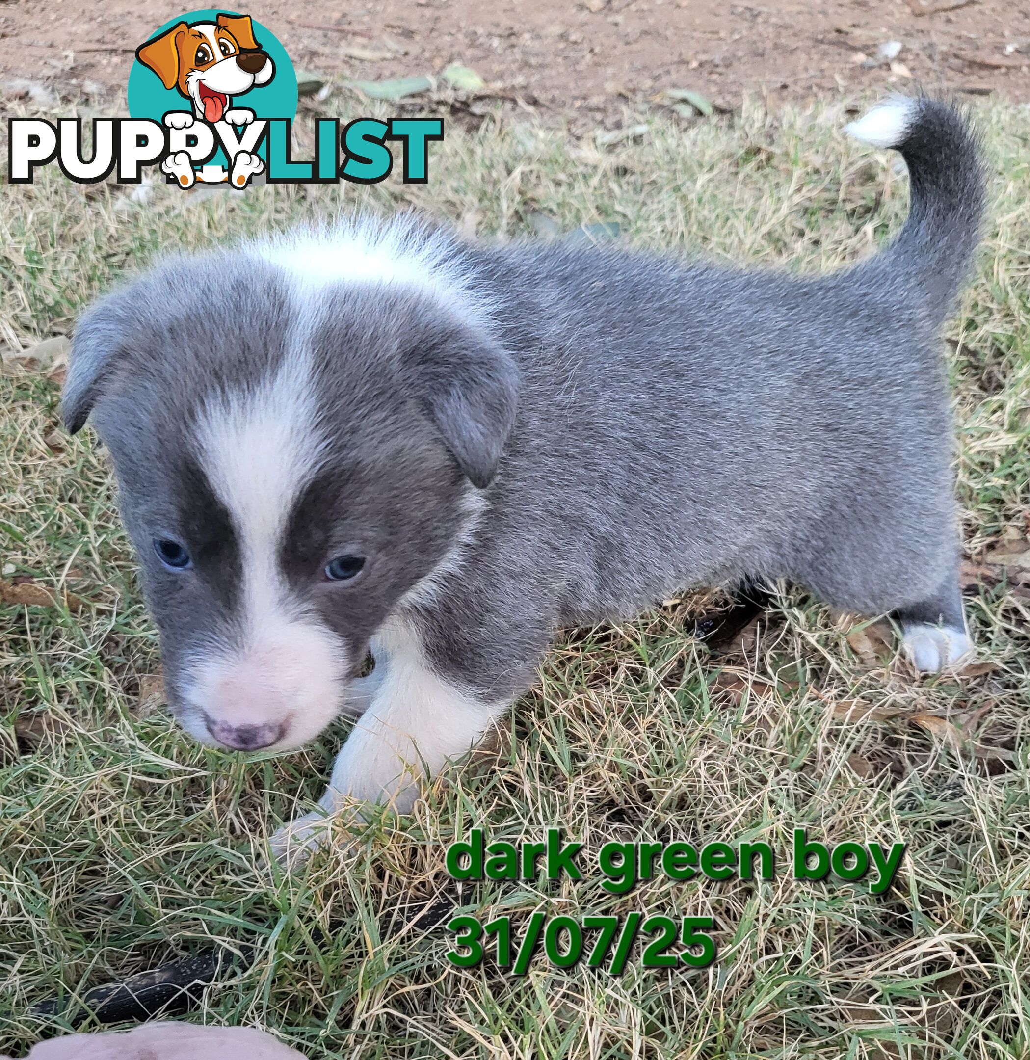 Pure breed border collies