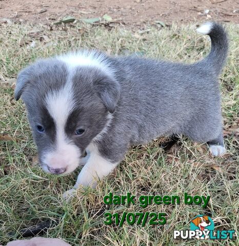 Pure breed border collies