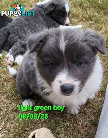 Pure breed border collies