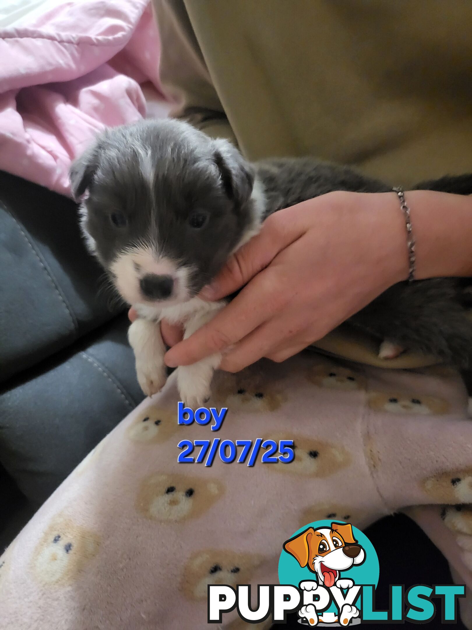 Pure breed border collies