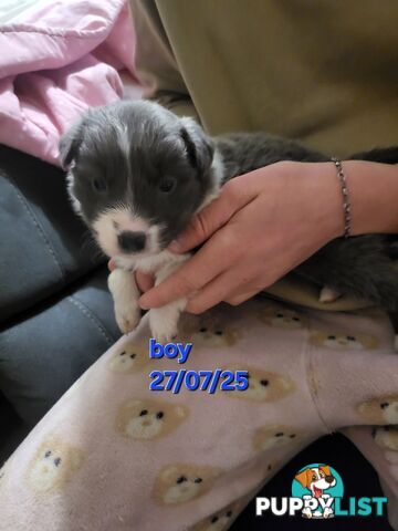 Pure breed border collies