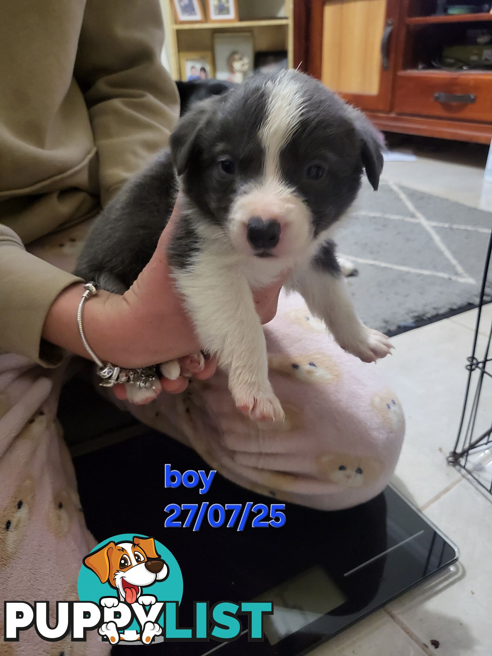 Pure breed border collies