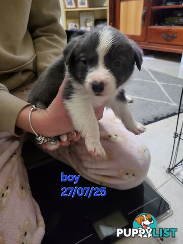 Pure breed border collies