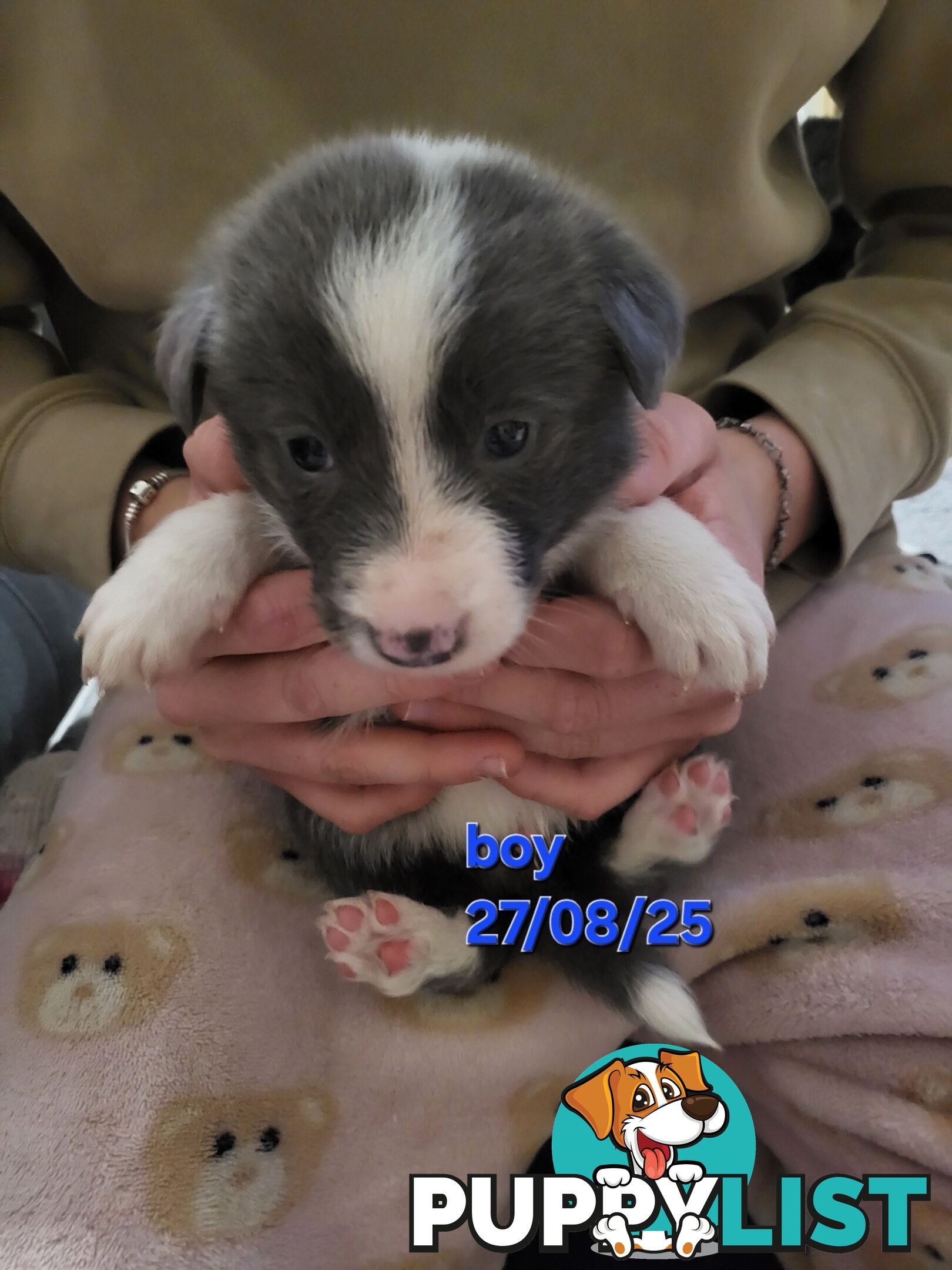 Pure breed border collies