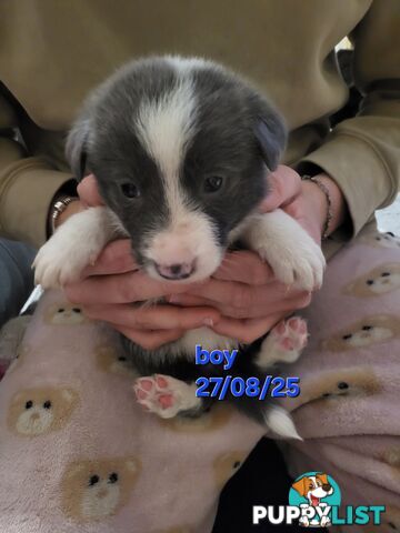 Pure breed border collies