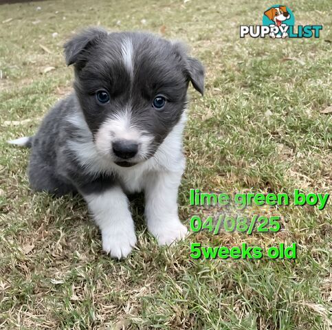 Pure breed border collies