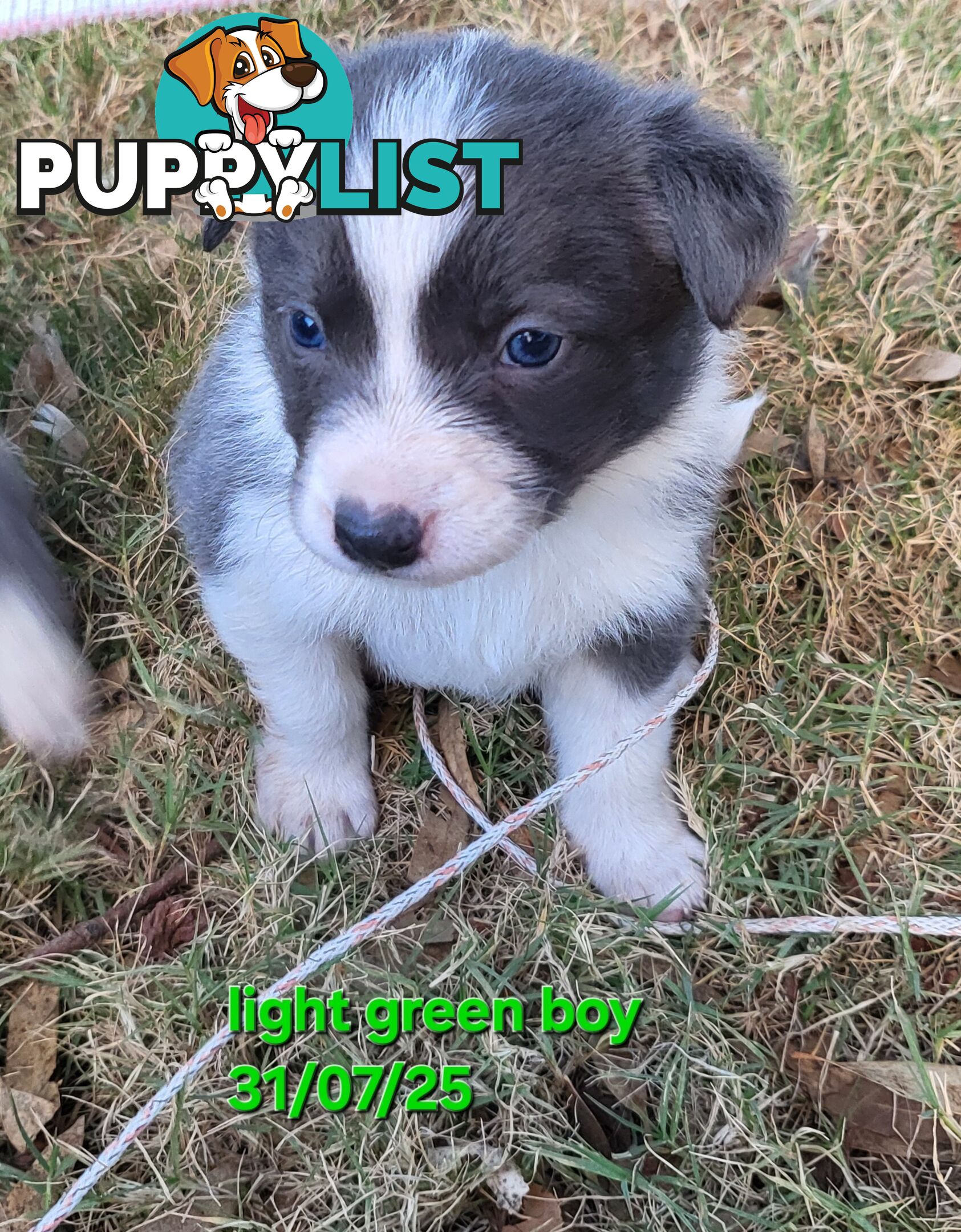 Pure breed border collies