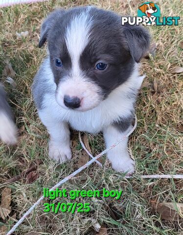 Pure breed border collies