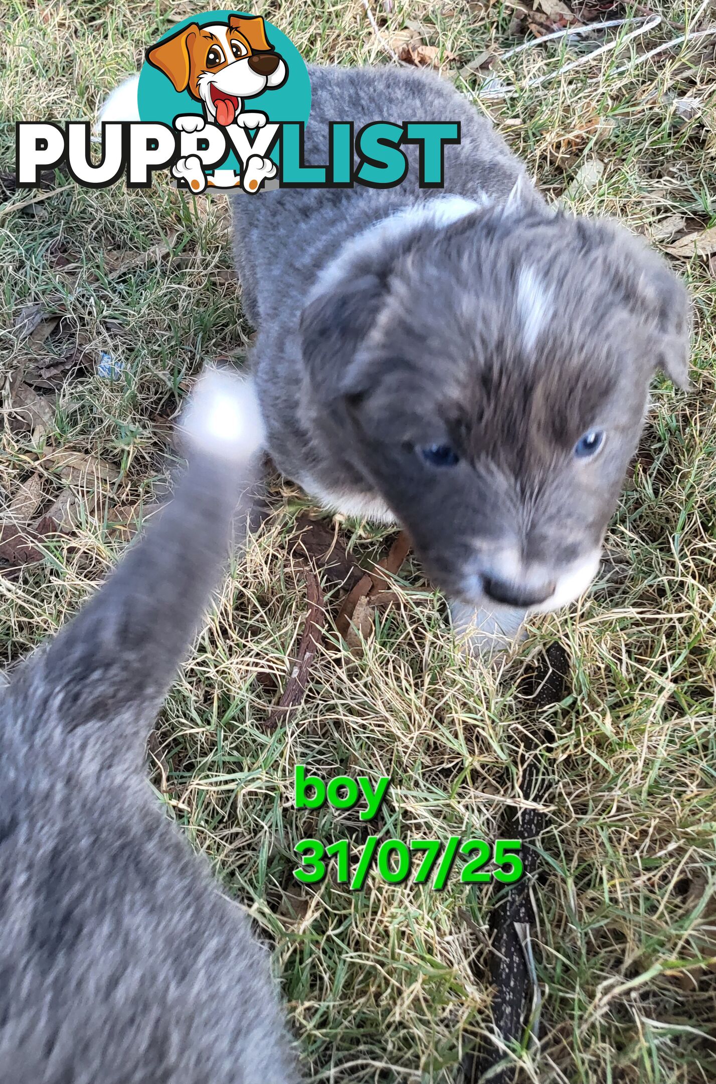 Pure breed border collies